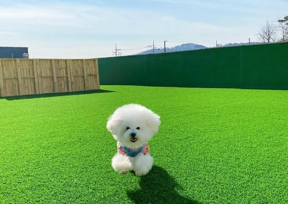 אינצ'ון Youngheungdo Glamdog Pet Friendly